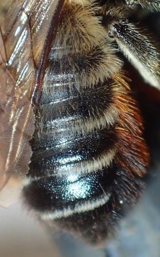 Megachile willughbiella